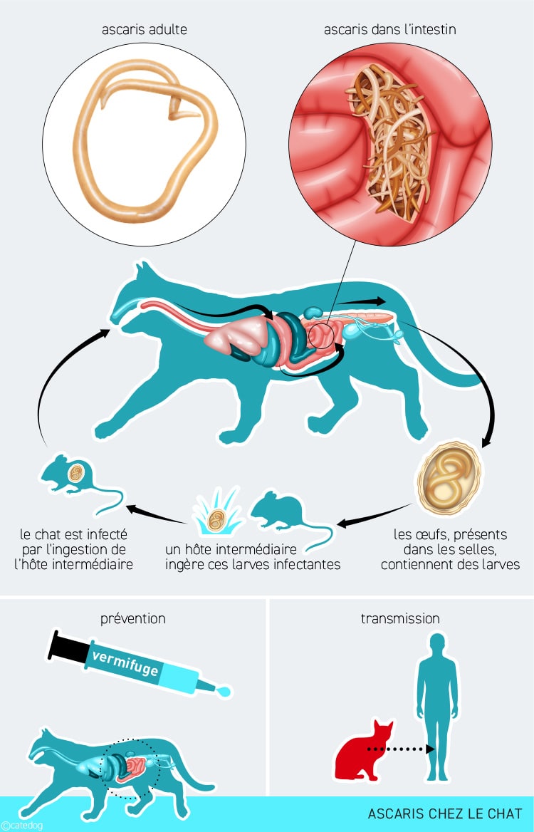 Comment les vers ascaris contaminent le chat