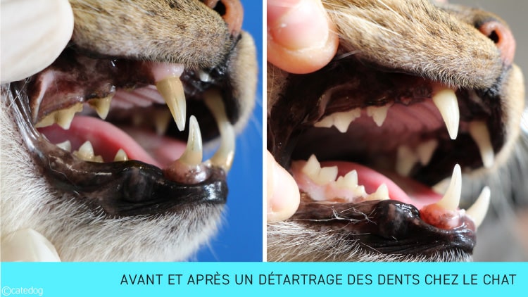 Avant et après un détartrage des dents chez le chat