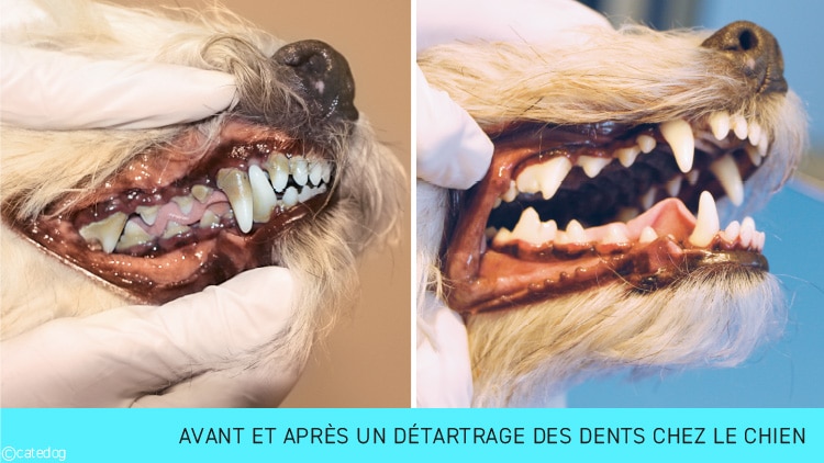 Avant et après un détartrage des dents chez le chien