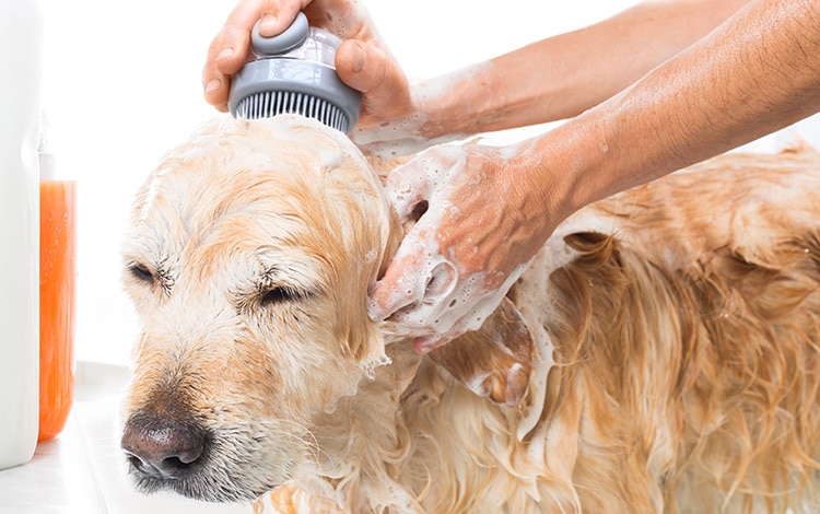 Brosse distributrice de shampoing pour le bain du chien