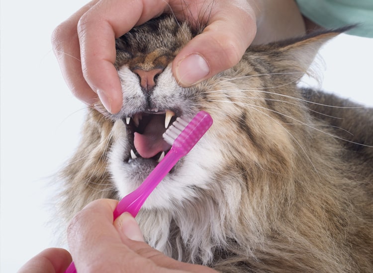 Brosser les dents du chat avec une brosse à dents