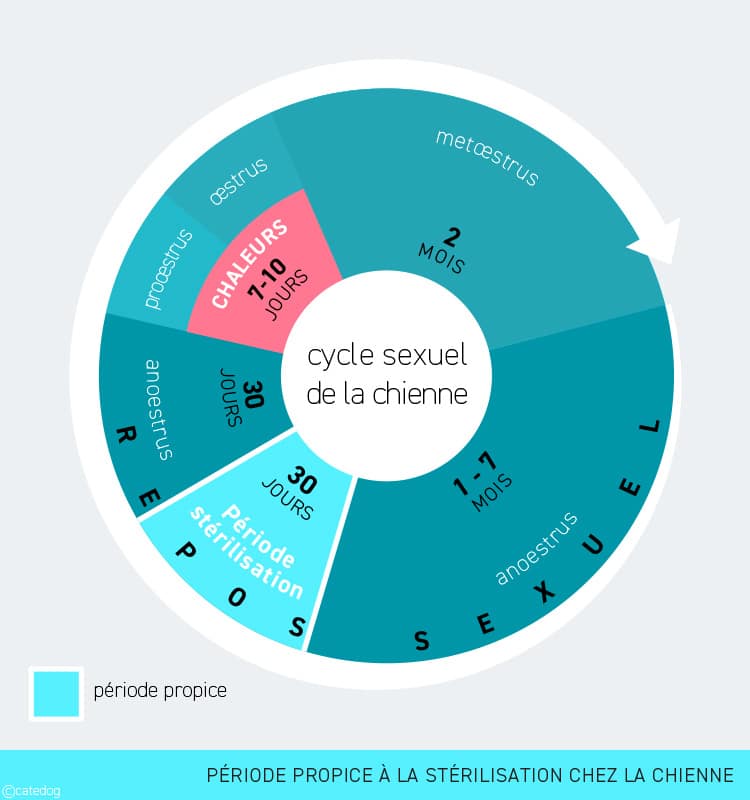 Période propice pour stériliser sa chienne