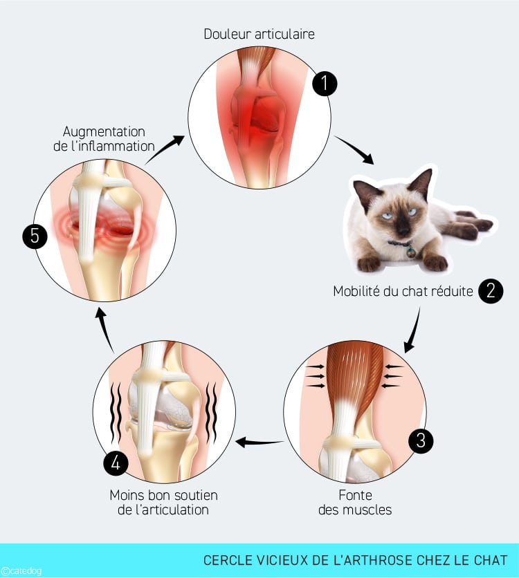 Cercle vicieux de l'arthrose chez le chat