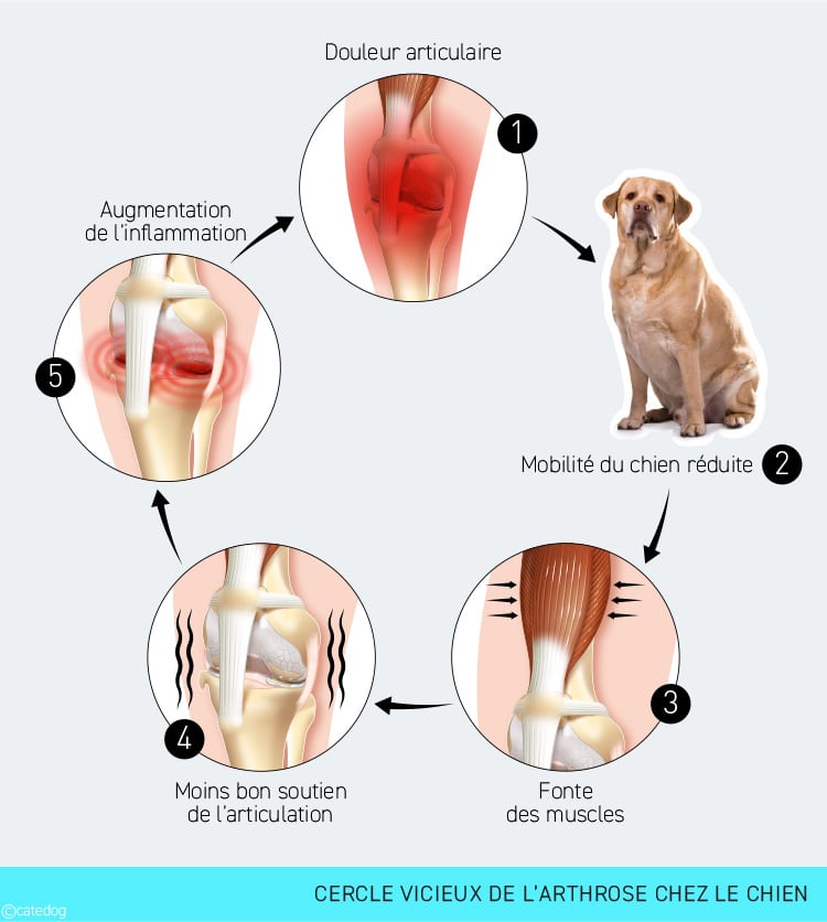 Cercle vicieux de l'arthrose chez le chien
