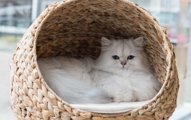 Pourquoi mon chat change brusquement de lieu de sieste après des mois au même endroit ?