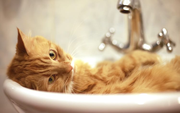 Chat dort dans un lavabo