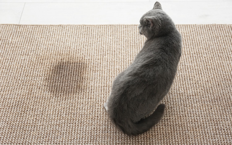 Mon chat fait pipi sur le tapis au même endroit