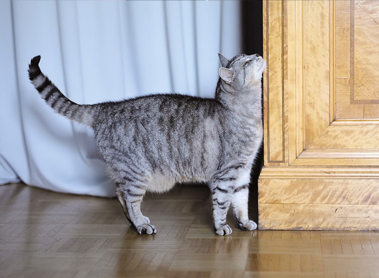 Chat se frotte le menton contre un meuble et a de l'acné