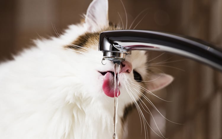 Mon chat préfère boire l'eau du robinet plutôt que dans sa gamelle