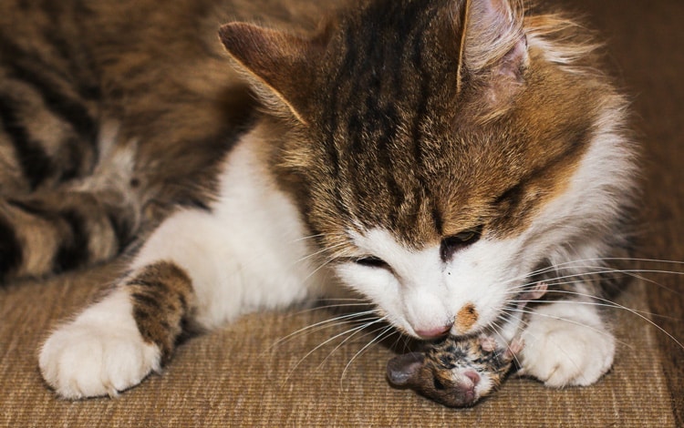 Mon chat ramène des mulots à la maison, joue avec puis les mange
