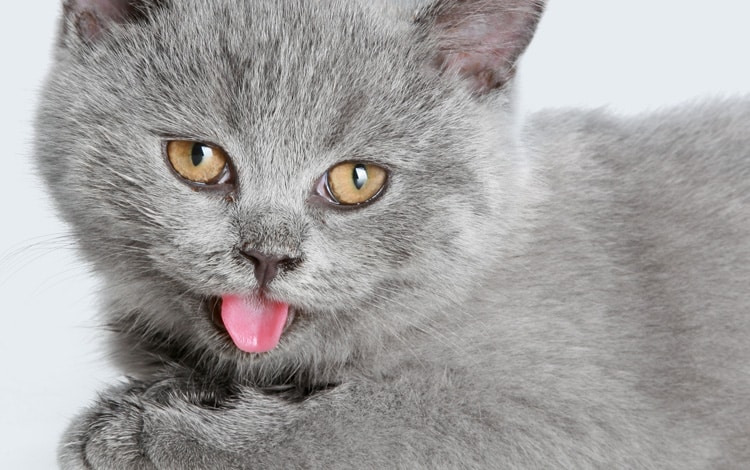 Pourquoi mon chat tire la langue ou laisse dépasser le bout de sa langue sans raison apparente ?