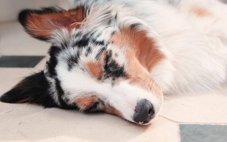 Chien Berger Australien dort sur le sol dur