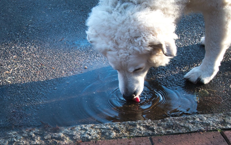 Chien qui boit dans une flaque d'eau plutôt que de boire dans sa gamelle