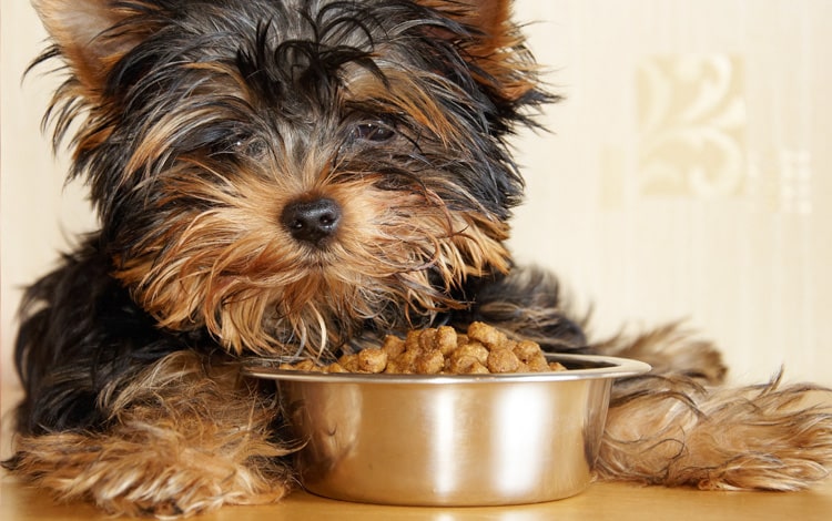 Mon chien mange moins quand il fait chaud