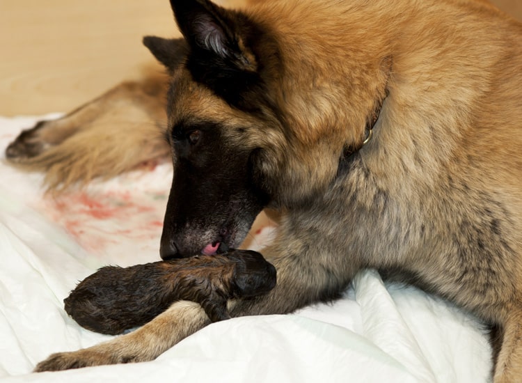 Chienne lèche un chiot après la mise bas