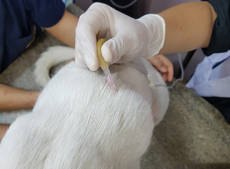 Chien recevant une solution saline et une chimiothérapie sous la peau