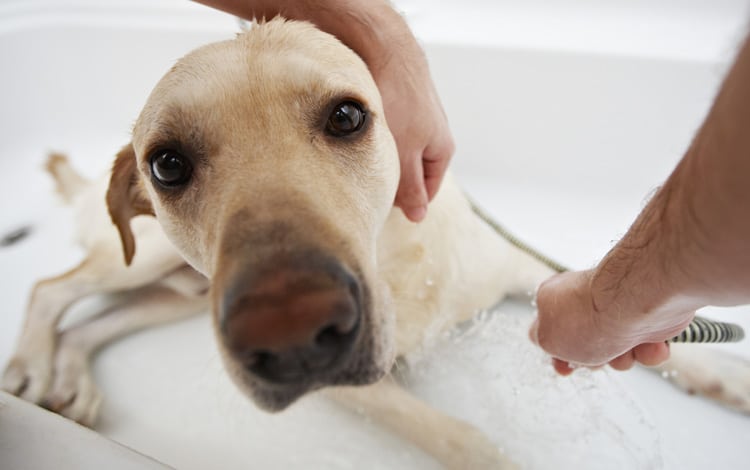 Comment laver son chien sans le stresser