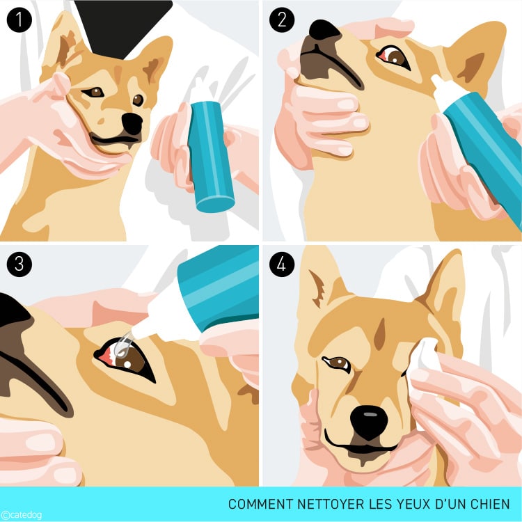 Comment nettoyer le chien qui a une conjonctivite avec un nettoyant occulaire