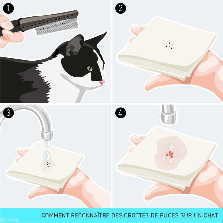 Comment reconnaître des crottes de puces sur un chat