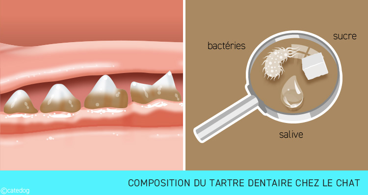 Composition du tartre dentaire chez le chat