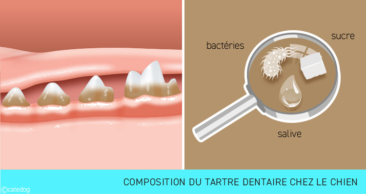 Composition du tartre dentaire chez le chien