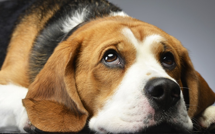 comment-comprendre-chien-qui-soupire
