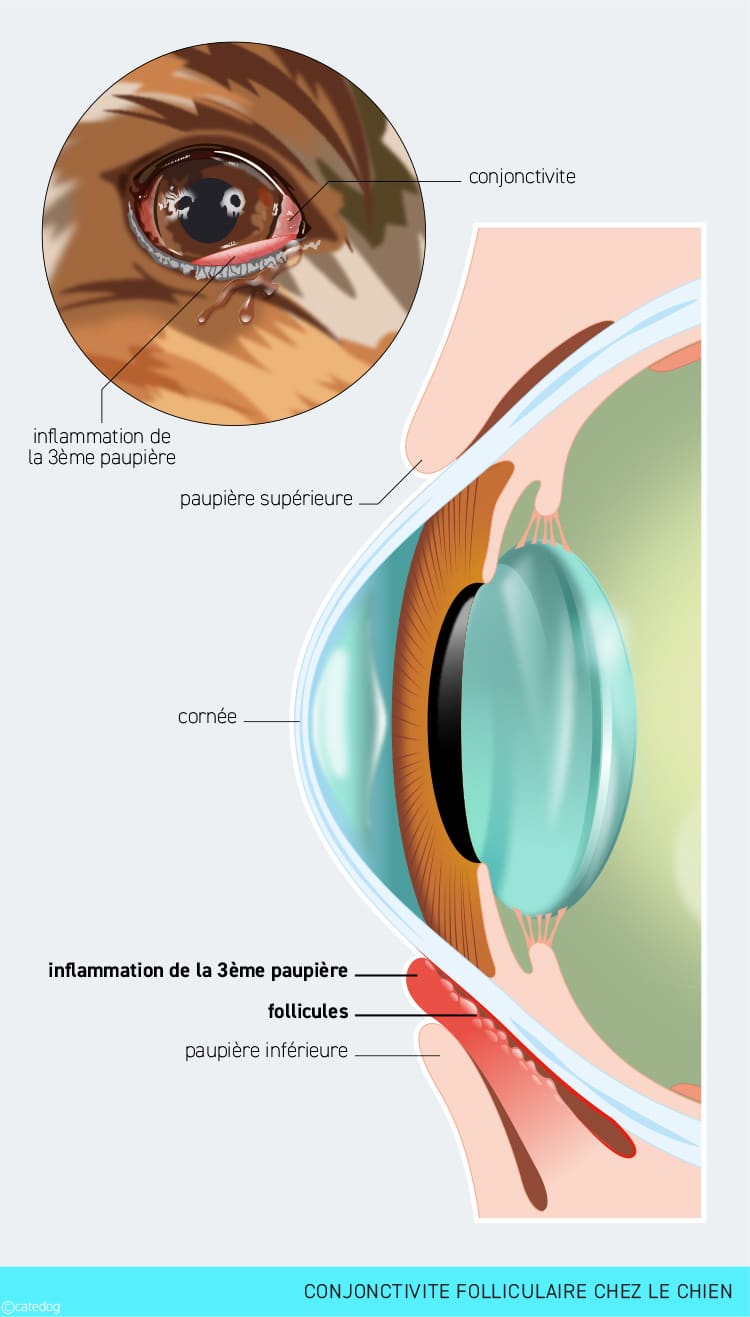Conjonctivite folliculaire chez le chien avec oeil rouge