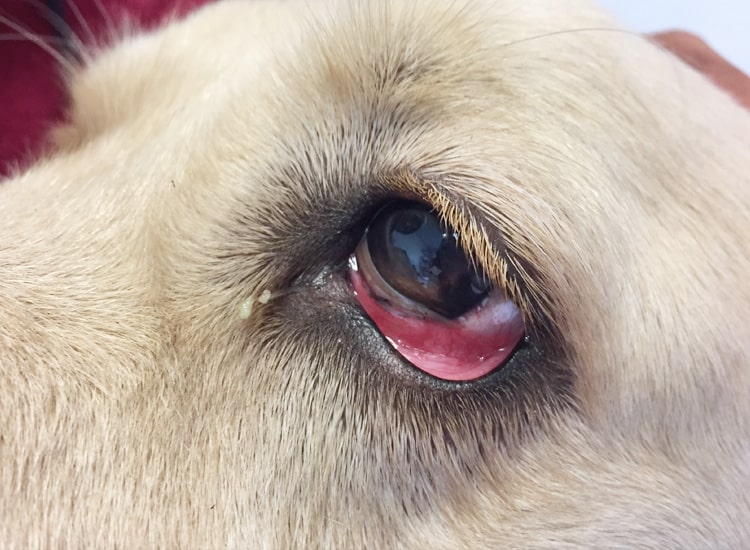 Conjonctivite avec paupière rouge chez le chien