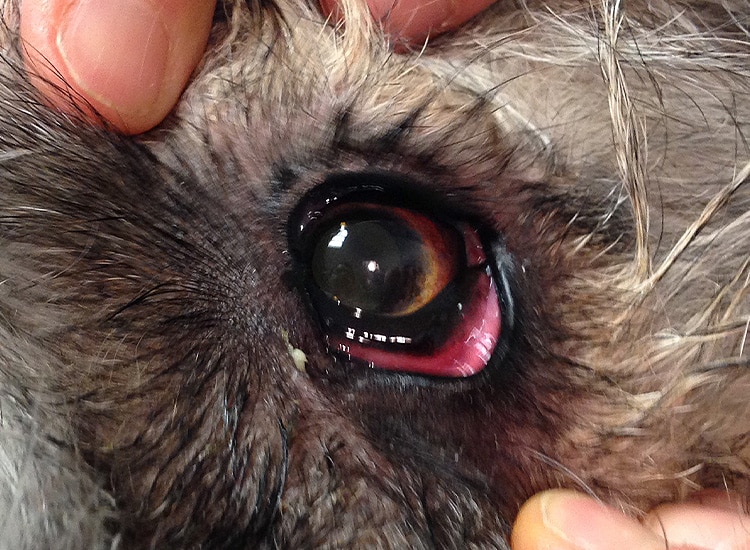 Conjonctivite du chien avec œdème des conjonctives
