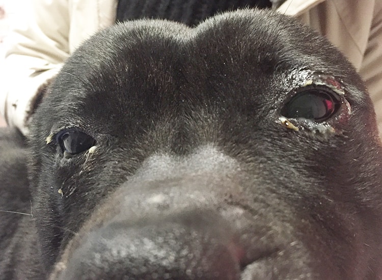 Conjonctivite du chien avec écoulement de l'œil