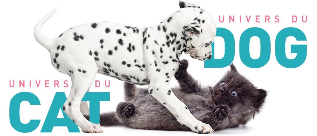 Conseils vétérinaires illustrés sur le chat et le chien