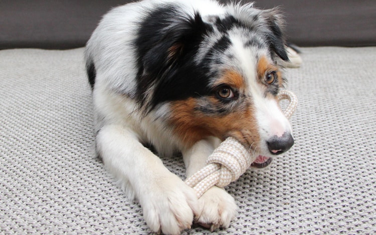 Chien mastiquant une corde à nœuds pour nettoyer ses dents