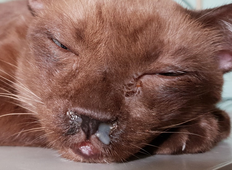 Coryza chez un chat avec écoulement au niveau du nez et sécrétions oculaires