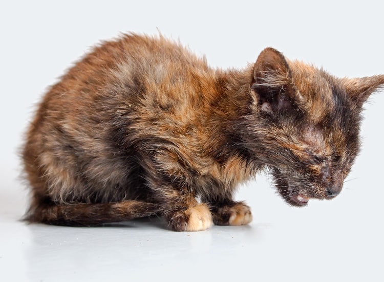 Coryza en stade avancé chez un chaton
