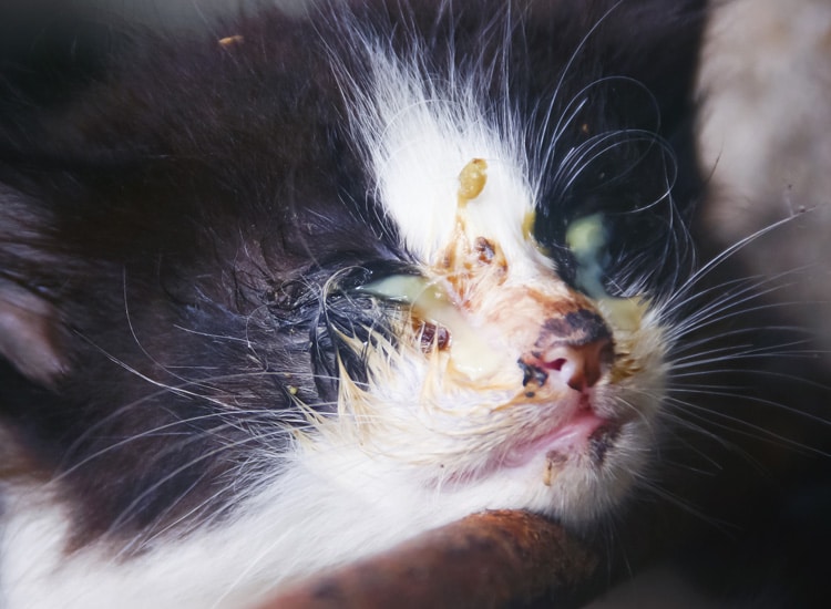 Coryza en stade avancé chez un chaton errant