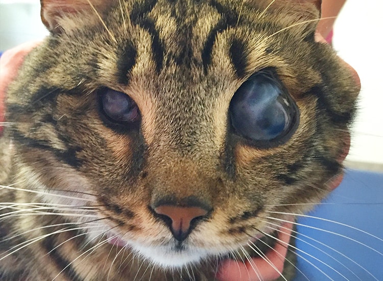 Coryza chez le chat aveugle avec ulcère de la cornée
