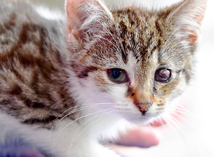 Atteinte oculaire suite à un coryza chez un chaton