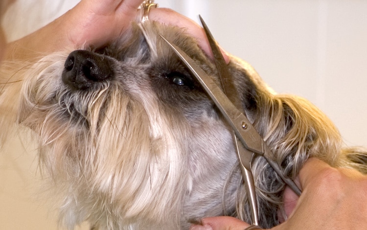 Couper les poils trop longs devant les yeux du chien