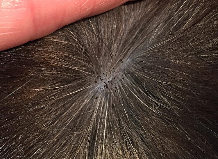 Crottes de puces dans le pelage du chat et du chien