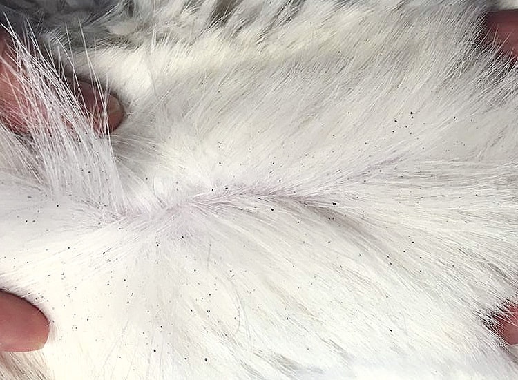 Crottes de puces dans le pelage blanc du chat