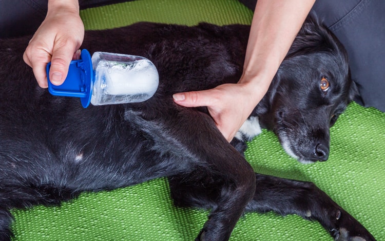 Cryothérapie par application de froid pour le chien avec de l'athrose
