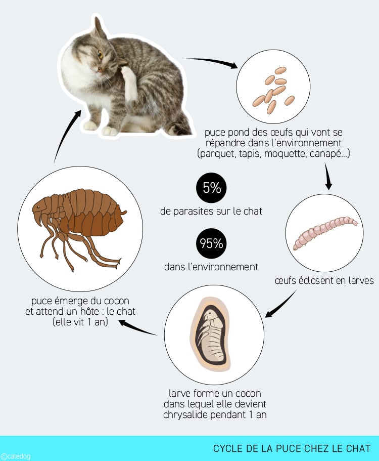 Cycle de la puce chez le chat