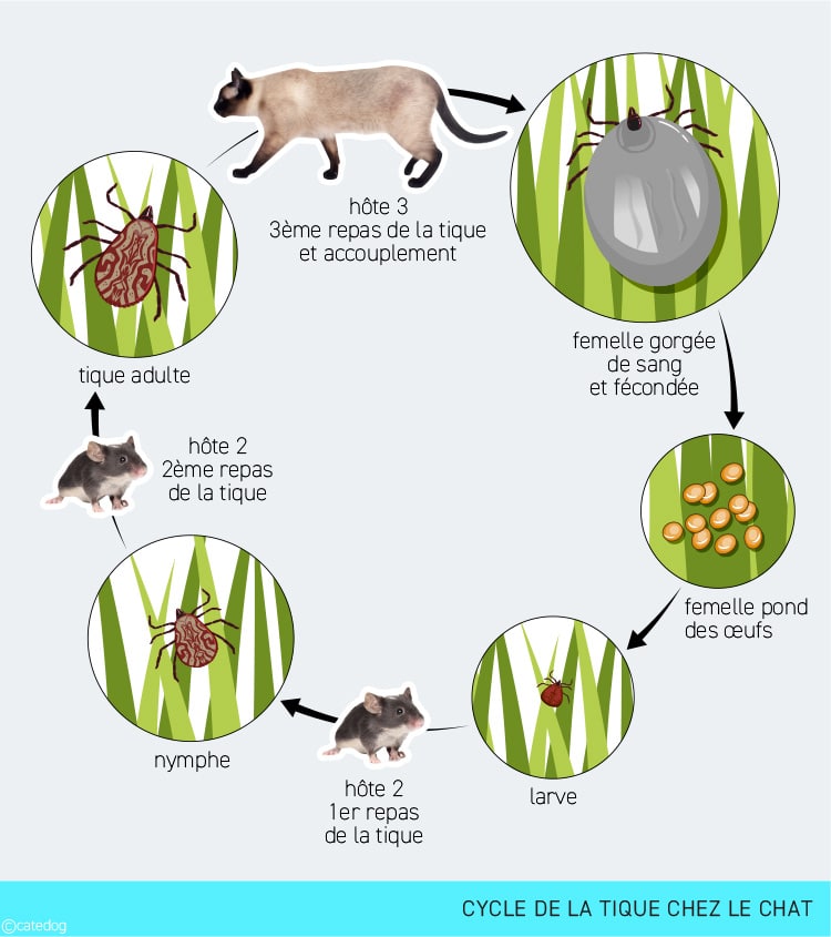 Cycle de la tique chez le chat