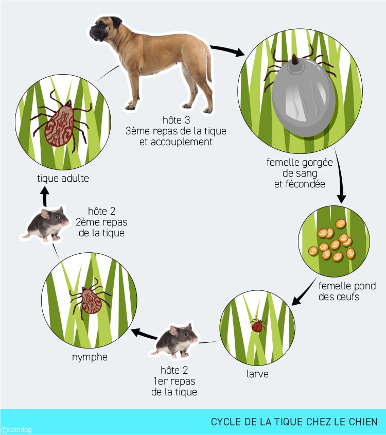 Cycle de la tique chez le chien