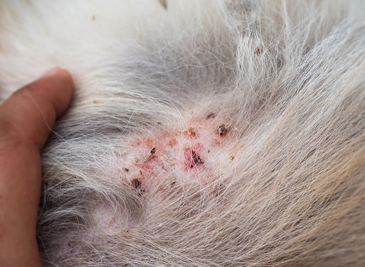 Dermatite par allergie aux piqûres de puces sur l’abdomen et les aisselles d’un chien