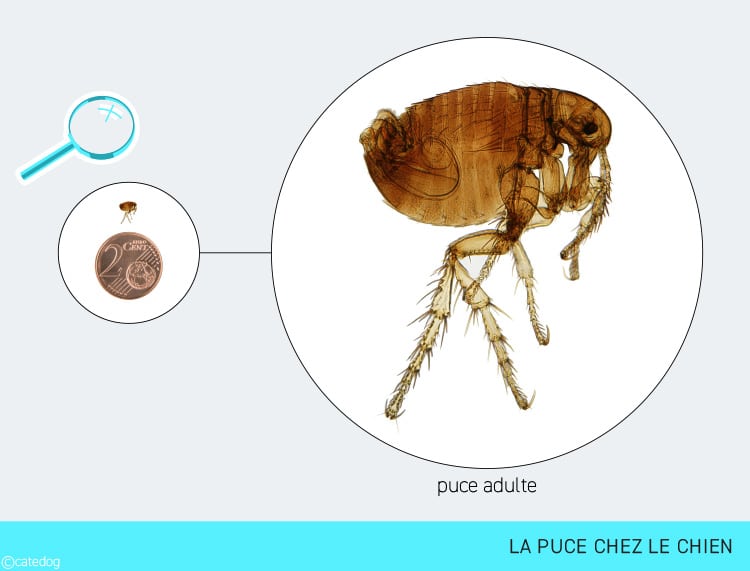 Description de la puce chez le chien