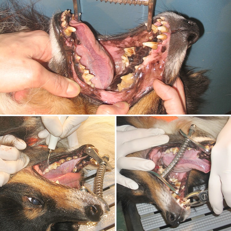 Détartrage et retrait de dents chez un chien