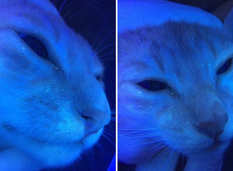 Examen sous lumière de Wood chez un chat, mettant en évidence les poils contaminés devenant fluorescents