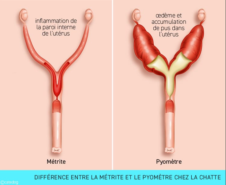 Différence entre métrite et pyomètre chez la chatte