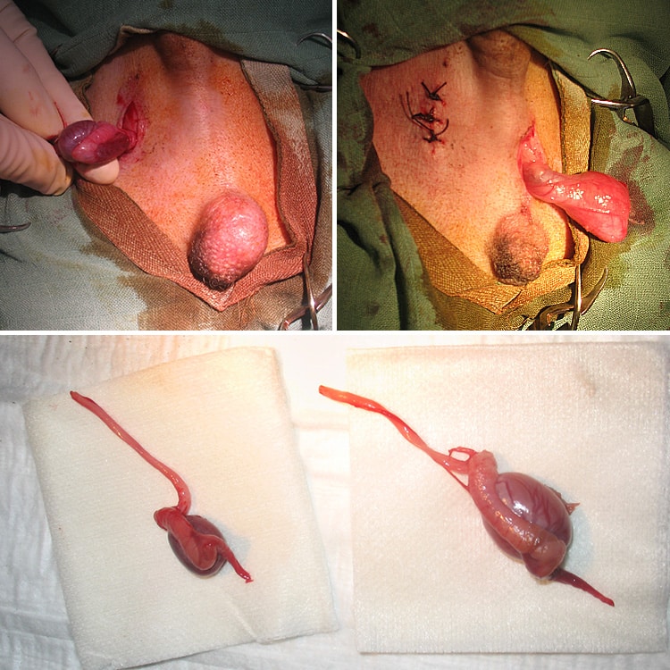 Retrait de deux testicules chez un chien suite à une ectopie testiculaire